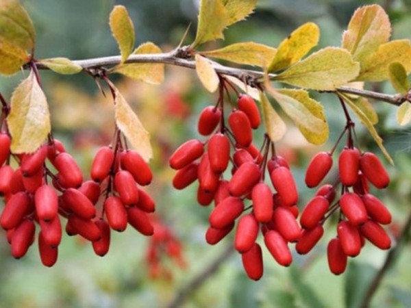 ???????? ???????????? (Berberis vulgaris)