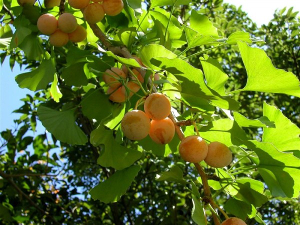 Ginkgo biloba