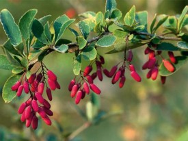 ???????? ???????????? (Berberis vulgaris)