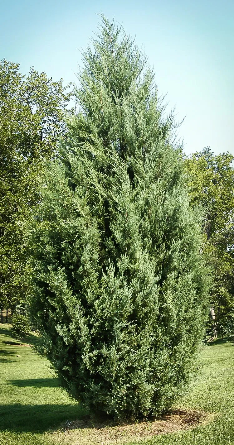 Можжевельник Виргинский