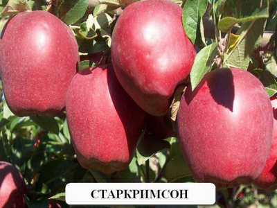 Старкримсон
