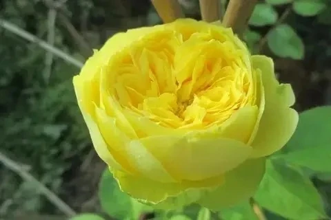 Католина
