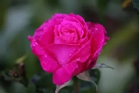 Малиновый звон
