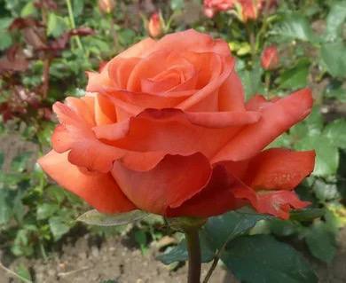 Спутник